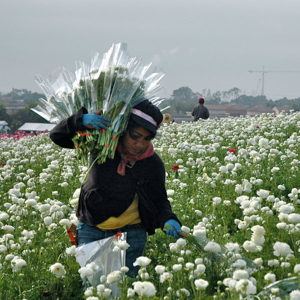 Home JOY WOLF, ARTIST